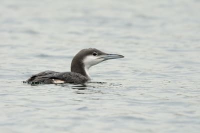 Black-throated Diver