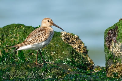 Dunlin