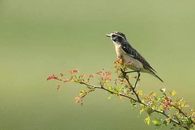 Winchat