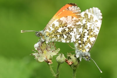 Orangetip