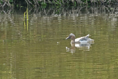 Garganey
