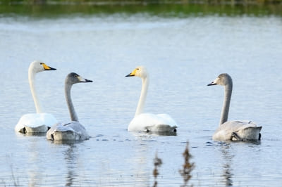 Whooper Swan