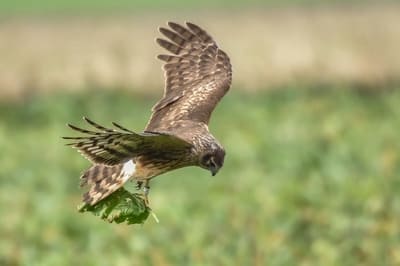 ​Hen Harrier