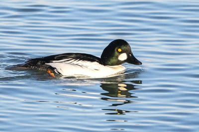 Common Goldeneye