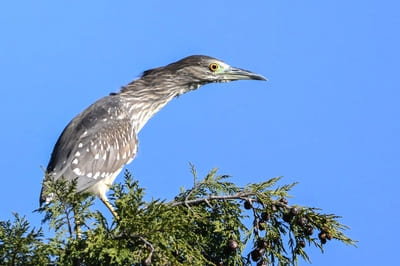 Nankeen Night Heron