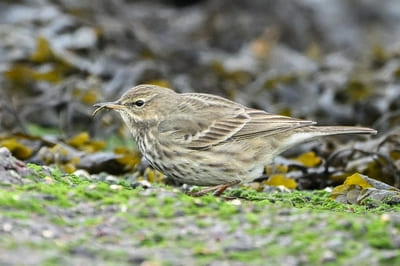 Rock Pipit