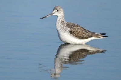 Common Greenshank