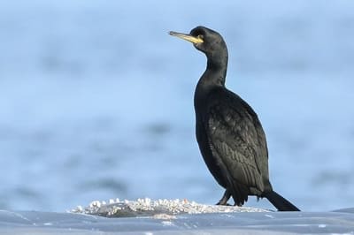 Shag